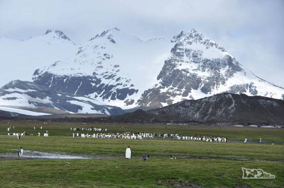 A paisagem grandiosa de Salisbury Plain, na Geórgia do Sul